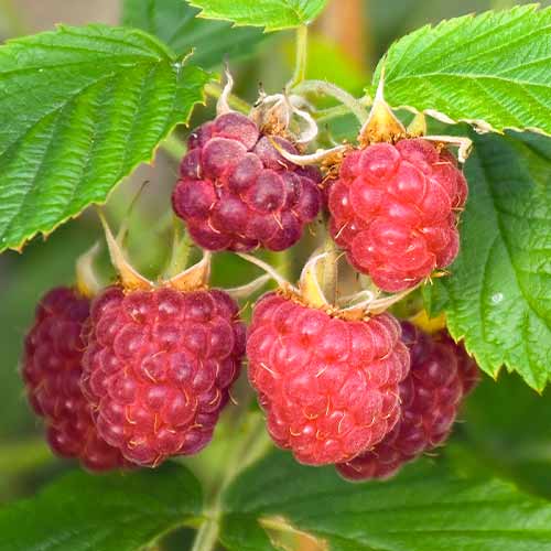 Avene Brandywine interface.image 1 interface.art 5837