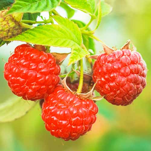 Avene Dorman Red interface.image 1 interface.art 5838