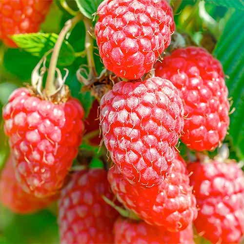 Avene Gigant, Р9 interface.image 1 interface.art 7511