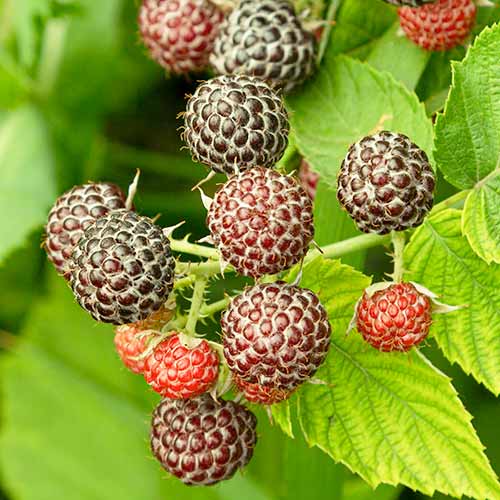 Avene Glen Coe interface.image 1 interface.art 7548