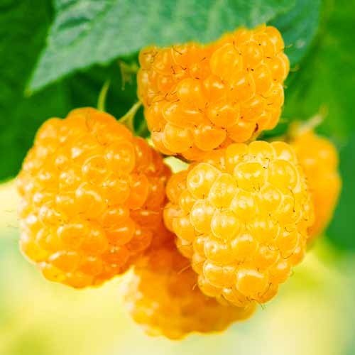 Avene Golden Everest, Р9 interface.image 1 interface.art 5840