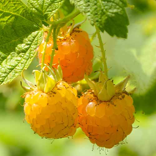 Avene Golden Queen, Р9 interface.image 1 interface.art 7608