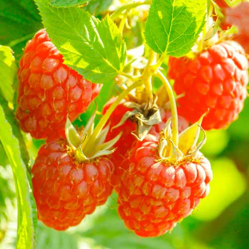 Avene Heritage Red, Р9 interface.image 1 interface.art 7616