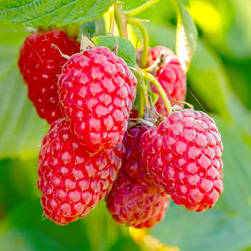 Avene Polana, Р9 interface.image 1 interface.art 7544