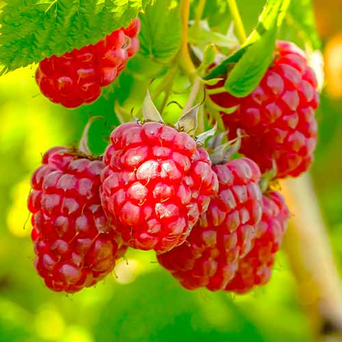 Avene Polka, Р9 interface.image 1 interface.art 7545