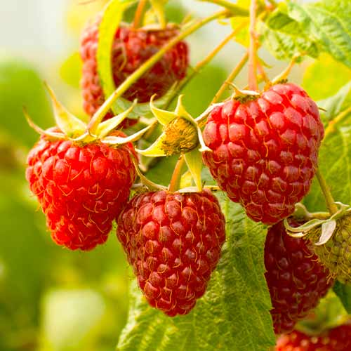 Avene Red Giant, Р9 interface.image 1 interface.art 7536