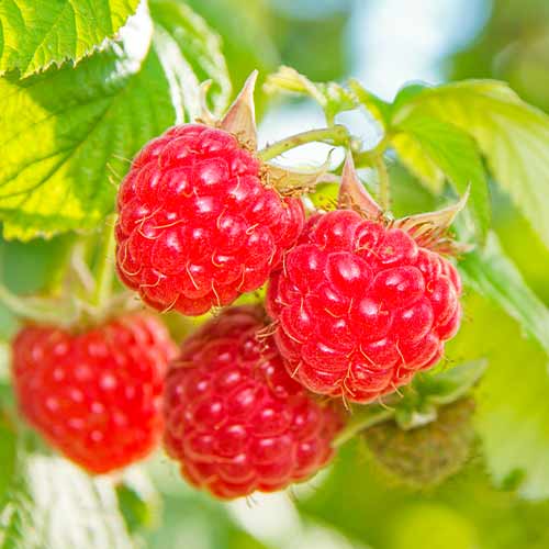 Avene Schonemann Red interface.image 1 interface.art 5842