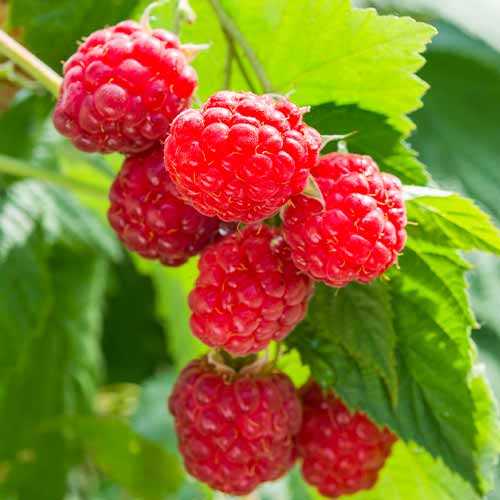 Avene Sugana, Р9 interface.image 1 interface.art 8036