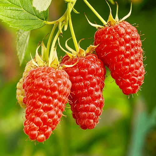 Avene Tayberry Medana, Р9 interface.image 1 interface.art 7510