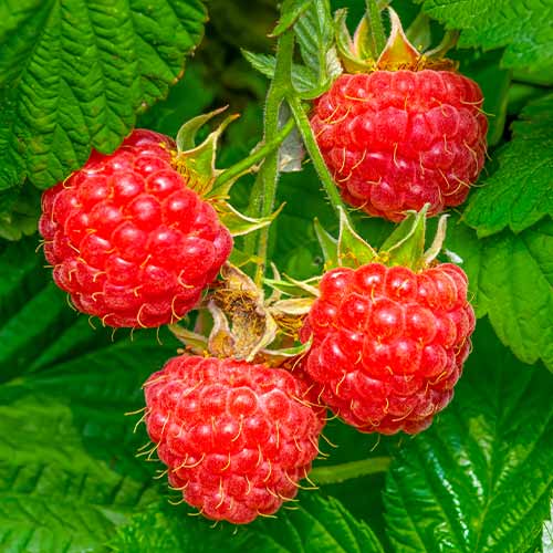 Avene Willamette interface.image 1 interface.art 7617