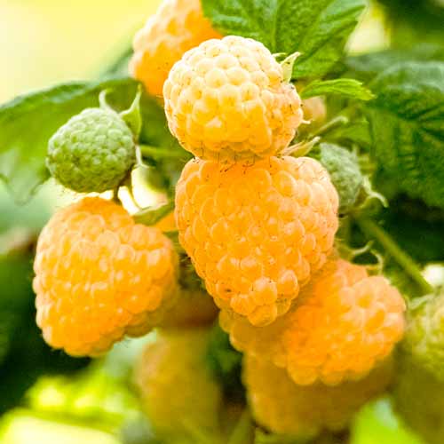 Avene Yellow Giant, Р9 interface.image 1 interface.art 7535