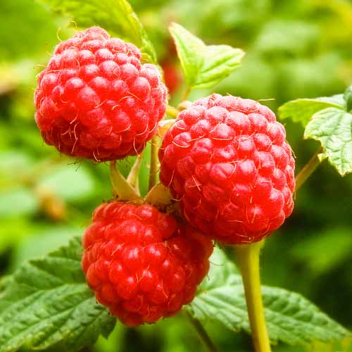 Avene Zewa, P9 interface.image 1 interface.art 1591