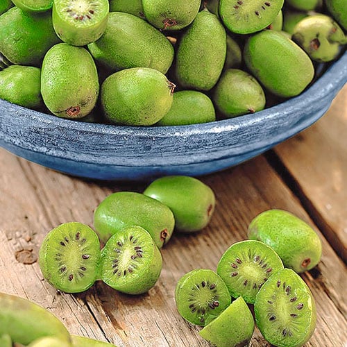 Aktinīdija Issaj, P9 interface.image 1 interface.art 9238