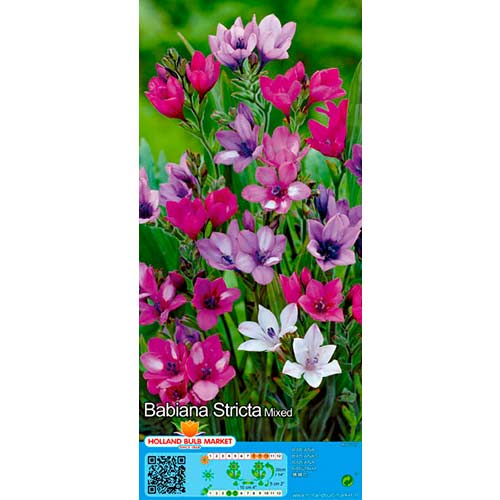 Babiāna Stricta Mixed interface.image 1 interface.art 76380