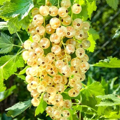 Baltā jāņoga Wersalska, Р9 interface.image 1 interface.art 7562