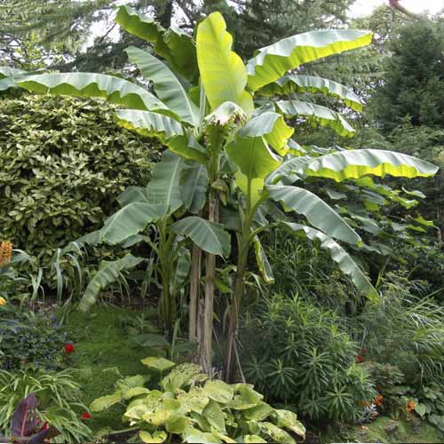 Banāns (Musa bajo), С7.5 interface.image 1 interface.art 8558