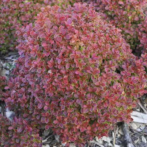 Bārbeles Thunberga Admiration PBR, С2 interface.image 1 interface.art 8505