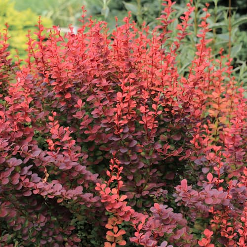 Bārbeles Thunberga Atropurpurea interface.image 1 interface.art 5645