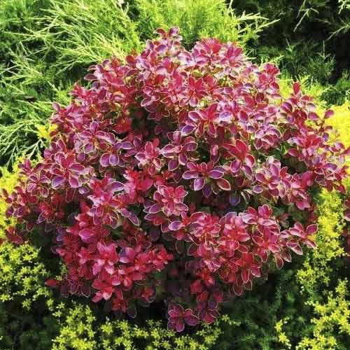 Bārbeles Thunberga Coral PBR, С2 interface.image 1 interface.art 8506