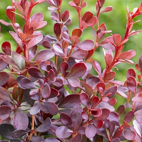 Bārbeles Thunberga Dart's Red Lady, P9 interface.image 1 interface.art 9001