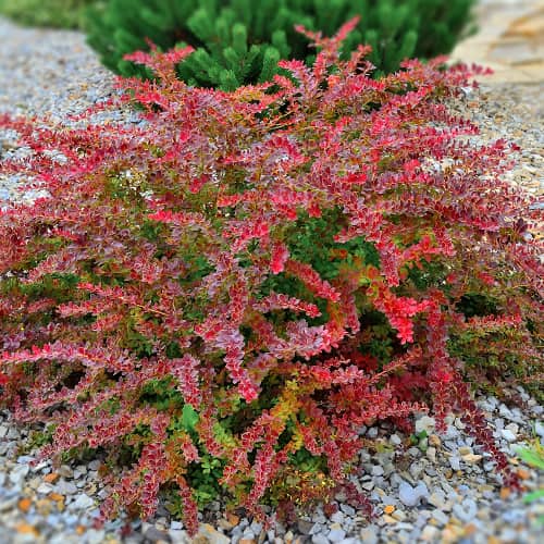 Bārbeles Thunberga Golden Ring, P9 interface.image 1 interface.art 9003