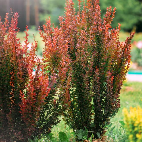 Bārbeles Thunberga Helmond Pillar interface.image 1 interface.art 9559