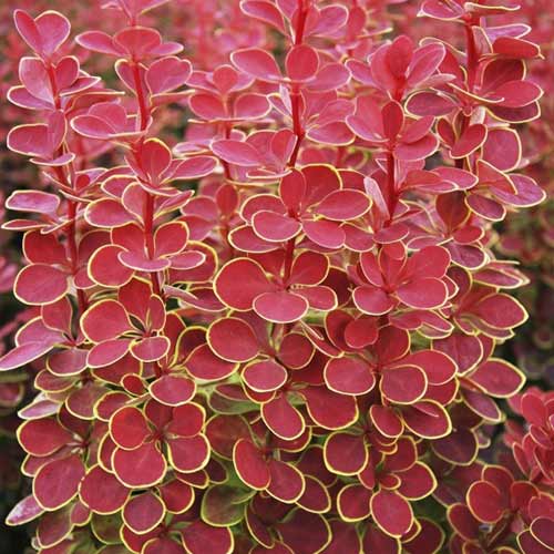 Bārbeles Thunberga Orange Sunrise PBR, С2 interface.image 1 interface.art 8507