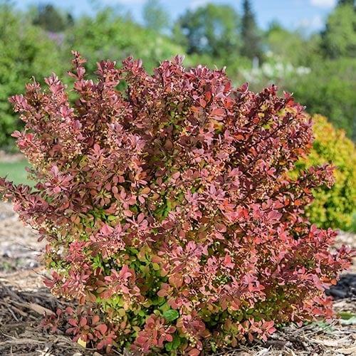 Bārbeles Thunberga Pink Perfection interface.image 1 interface.art 9558