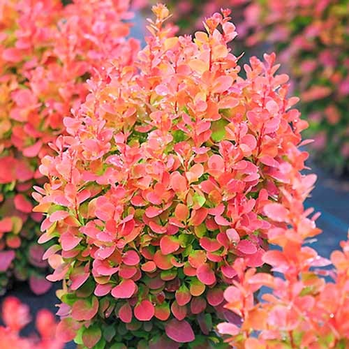 Bārbeles Thunberga Red Chief, P9 interface.image 1 interface.art 9002