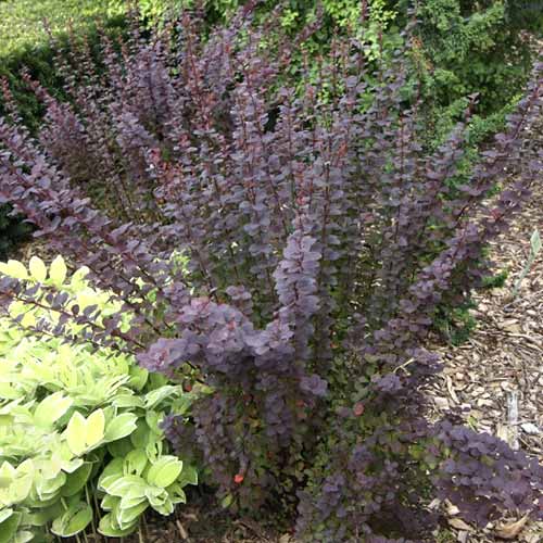 Bārbeles Thunberga Summer Chocolate PBR, С2 interface.image 1 interface.art 8508