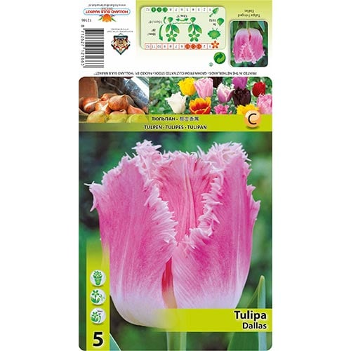 Bārkšziedu tulpes Dallas interface.image 1 interface.art 67694