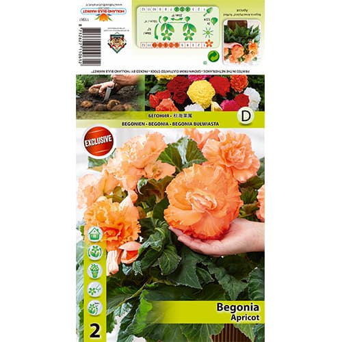 Begonia Ruffled Apricot interface.image 1 interface.art 77826