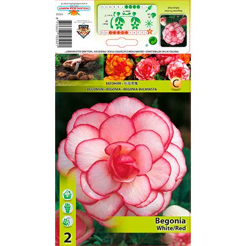 Begonija Picotee White/Red interface.image 1 interface.art 70356