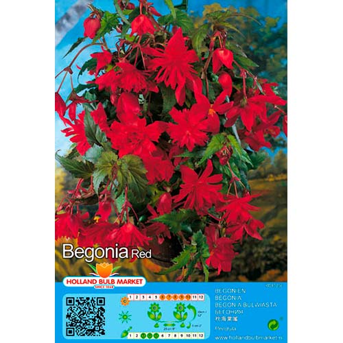 Begonijas Pendula Red interface.image 1 interface.art 76392