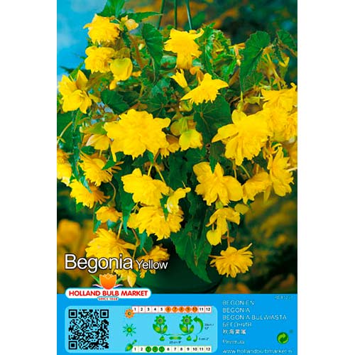 Begonijas Pendula Yellow interface.image 1 interface.art 76394