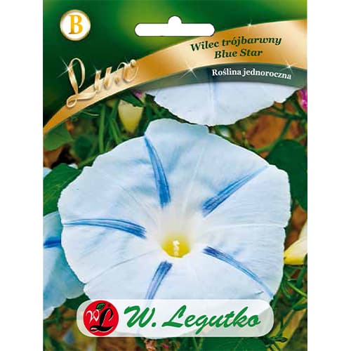 Blue Star Tri-coloured Anemone - balta ar zilu zvaigzni interface.image 1 interface.art 86759