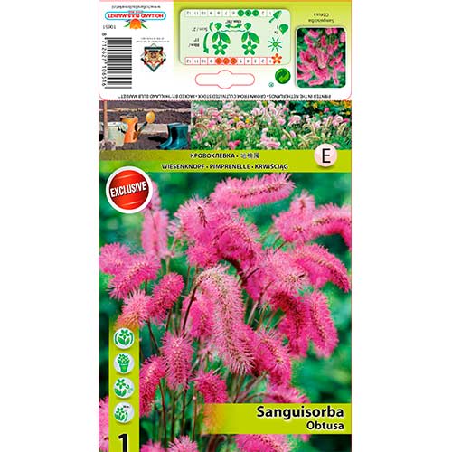 Brūnvālītes Obtusa interface.image 1 interface.art 76362