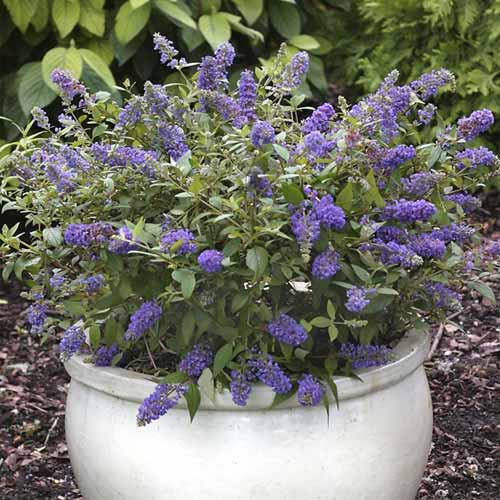 Budleja Blue Chip Jr PBR, С3 interface.image 1 interface.art 8511