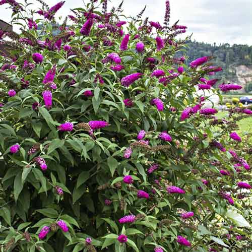 Budleja Miss Ruby PBR, С3 interface.image 1 interface.art 8514