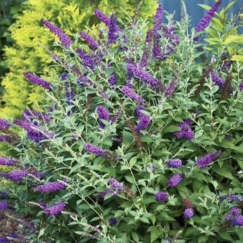 Budleja Miss Violet PBR, С3 interface.image 1 interface.art 8515