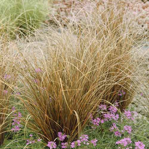 Buhanānas grīslis Red Rooster PBR, С3 interface.image 1 interface.art 8519