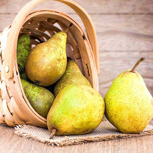 Bumbieris Abate Fetel, C2 interface.image 1 interface.art 9684