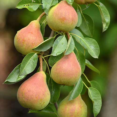 Bumbieris (columnar) Santa Maria interface.image 1 interface.art 2021