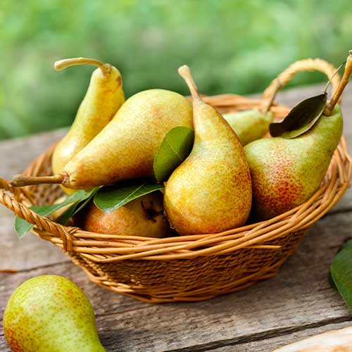 Bumbieris Krystalia interface.image 1 interface.art 7951