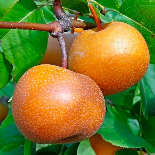 Bumbieris Nashi interface.image 1 interface.art 1625