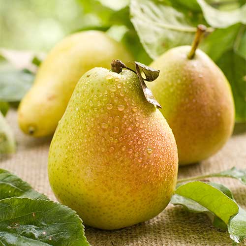 Bumbieris Williams, С2 interface.image 1 interface.art 7938