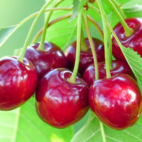 Saldais ķirsis Samba, С2 interface.image 1 interface.art 6927