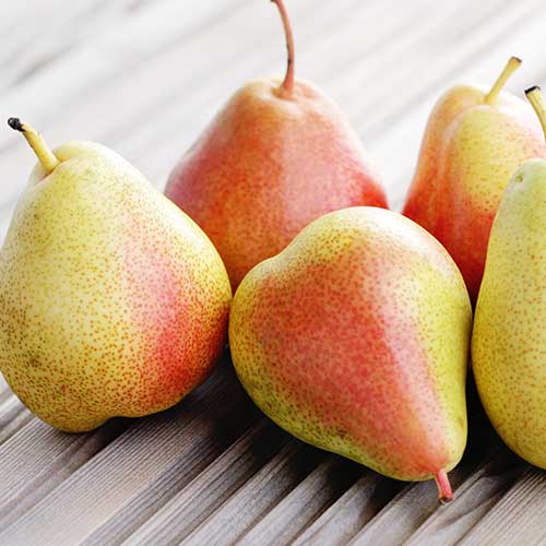 Bumbieris Santa Maria, С2 interface.image 1 interface.art 4305