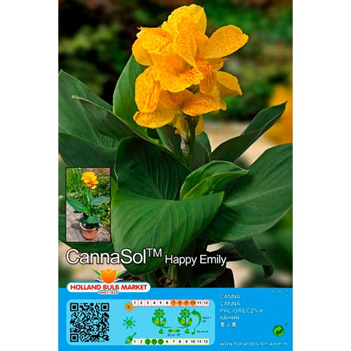 Cannasol Happy Emily interface.image 1 interface.art 76402