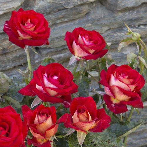 Lielziedu roze Bicolette, root ball interface.image 3 interface.art 2106